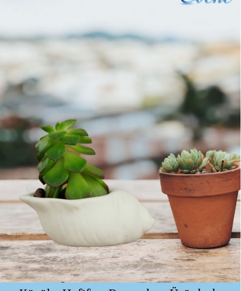 Mini Çiçek Saksı Küçük Sukulent Beyaz Kaktüs Saksısı Mini Deniz Salyangozu Model